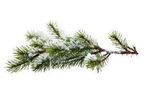 Icy Fir Branch on Transparent Background. png