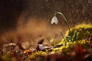 Spring colorful background with flower. Beautiful nature in spring time. Snowdrop - Galanthus nivalis. Rain at sunset in the forest. photo