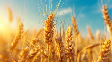 Golden wheat field. Background with copy space. Golden grain, close up, landscape concept. Generated by artificial intelligence. photo