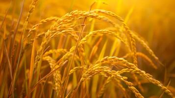 realista fotografía de un amarillo arrozal Listo a cosecha. generado por artificial inteligencia. foto