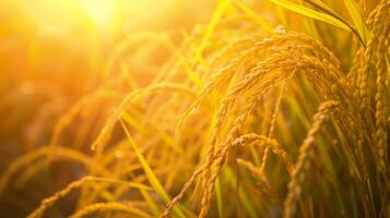 Realistic photograph of a yellow paddy ready to harvest. Generated by artificial intelligence. photo