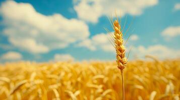 Golden wheat field. Background with copy space. Golden grain, close up, landscape concept. Generated by artificial intelligence. photo