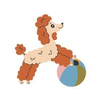 contento caniche perro jugando con inflable playa pelota ilustración vector