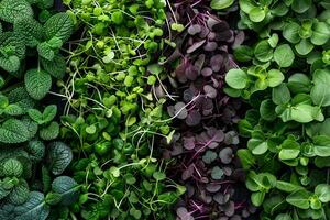 diferente tipos de sano orgánico microgreens de cerca parte superior vista. eco vegano sano estilo de vida bio antecedentes. verde natural fondo de pantalla. vitamina orgánico superalimento foto