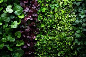 diferente tipos de orgánico microgreens de cerca parte superior vista. eco vegano sano estilo de vida bio antecedentes. verde natural fondo de pantalla. vitaminas aminado ácidos beneficios de orgánico superalimento foto