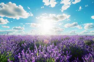 naturaleza púrpura flor en Brillo Solar en verano debajo azul cielo, bandera diseño foto