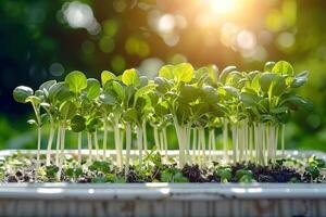 Green baby microgreens growing from the ground in a white container, in sunlight. healthy ecological organic superfood. photo