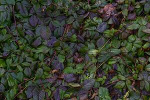 vistoso otoño hojas, hermosa antecedentes foto