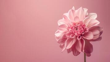 Pink dahlia flower isolated on pink background with copy space. photo