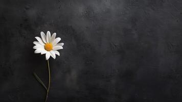 Beautiful chamomile flower on dark background, top view photo