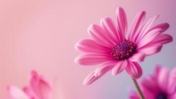 Beautiful pink daisy flower on pink background with copy space. photo