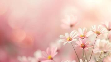 Cosmos flowers in soft color and blur style with bokeh background photo