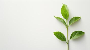 Green leaves on white background with copy space. Flat lay, top view. photo