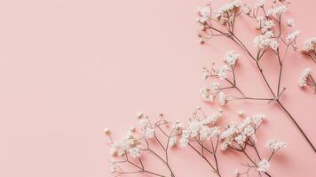 Flowers composition. Gypsophila flowers on pastel pink background. Flat lay, top view, copy space photo