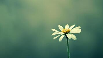 Chamomile flower on green background with retro filter effect. photo