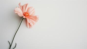 Pink poppies on a white background. Place for text. photo