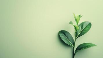 Creative layout made of green leaves on green background. Minimal concept. photo