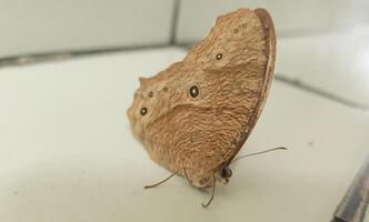 mariposa sentado en el piso. mariposa de cerca con difuminar antecedentes. foto