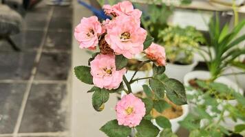 hermosa rosado rosas en un maceta con blured antecedentes foto