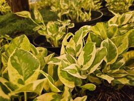 euforia tithymaloides es un perenne suculento euforbio un erguido arbusto el planta es además conocido por el científico nombre pedilanthus tithymaloides foto