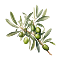 Hand drawn watercolor painting of olive branch. png