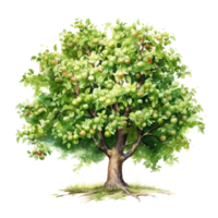 ein reich detailliert Aquarell Gemälde von ein fruchtig Apfel Baum. png