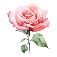 hand- getrokken waterverf schilderij van roos bloem png