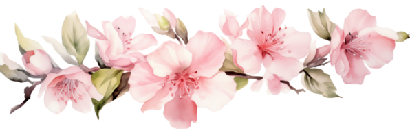 mano disegnato acquerello pittura di leggero rosa fiore borber png