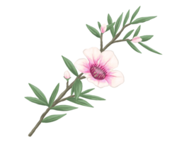 manuka fiore botanico pittura illustrazione png