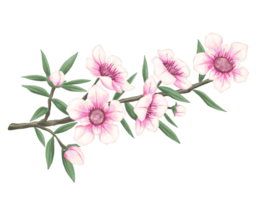 Manuka Blume botanisch Gemälde Illustration png