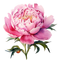 Hand drawn watercolor painting of peony flower png