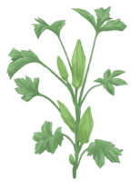 Ochra plant botanical painting illustration png