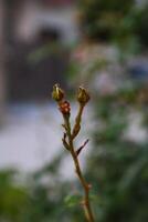 Plant leaves and flowers in Pakistan on 2023-12-12 photo