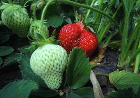 rojo y verde fresas en un rama de fresa arbusto foto