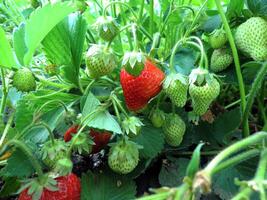 Garden Strawberry Plant With Ripening Berries photo