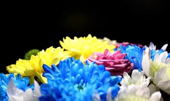 Multicolored Flowers Over Black Background Side View Macro Shot Stock Photo