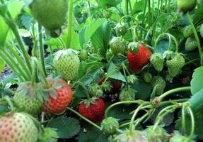 madurez fresas en un planta a hogar jardín foto