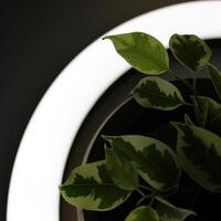 Young Plant With Backlight Through Leaves In Circle Of The Light photo