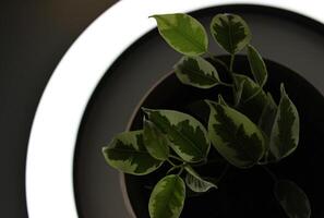 Branch Of Ficus Elastica With Translucent Leaves In Light From Ring Lamp photo