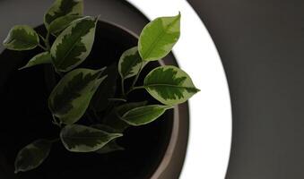 Ficus Tineke Leaves Illuminated From Below By Round Lamp photo