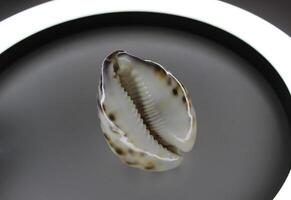 Vacation Memory Concept Photo Of Spotted Ocean Shell Inside Round Lamp