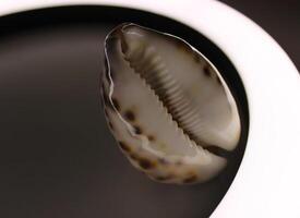 Spotted Exotic Shell Inside The Ring Lamp Studio Isolated photo