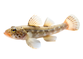 goby fish isolated on transparent background png