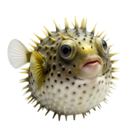 Puffers fish on transparent background png