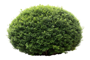 buisson sur transparent Contexte png