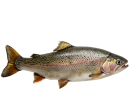 trout fish on transparent background png