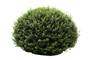 bush on transparent background png