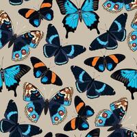 seamless pattern with high detailed tropic butterfly vector