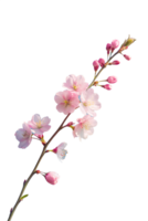 une délicat Cerise fleur branche contre une clair bleu ciel, capturer le fugace beauté de printemps isolé sur transparent Contexte png