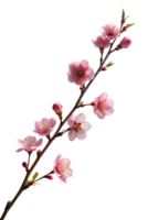 A delicate cherry blossom branch against a clear blue sky, capturing the fleeting beauty of spring isolated on transparent background png
